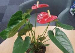 Anthurium