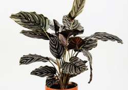 Calathea