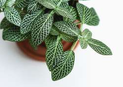 Fittonia