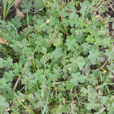 Horned Oxalis