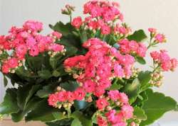 Kalanchoe