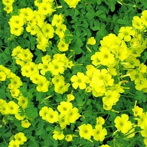 Oxalis