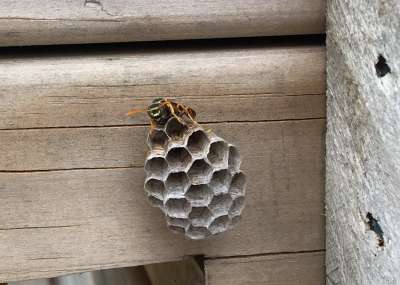 Paper Wasp