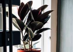 Rubber Plant