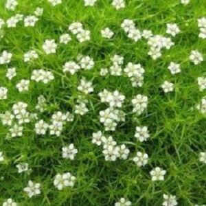 Sandwort