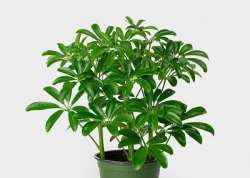 Schefflera