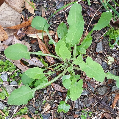 Sow Thistle square