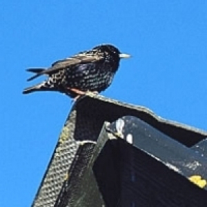 starling-bird.jpg