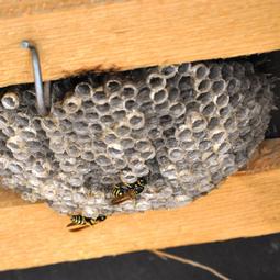 Paper_Wasp_Nest.JPG