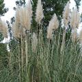 pampas_grass.jpg